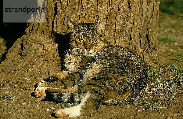 EUROPÄISCH BRAUN GETIGERTE HAUSKATZE  ERWACHSEN  LIEGEND