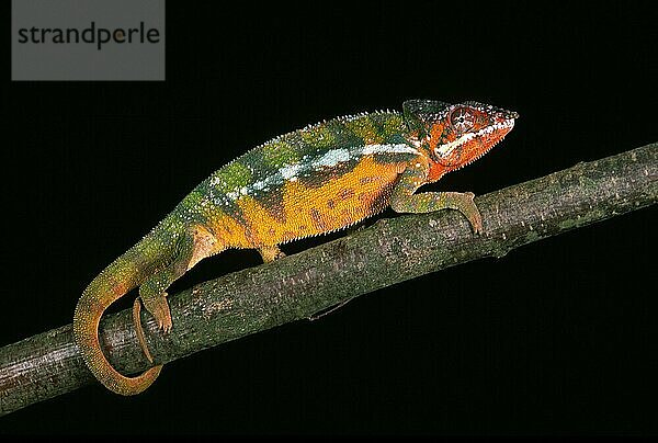 Juwelenchamäleon oder Teppichchamäleon (furcifer lateralis)  Erwachsener vor schwarzem Hintergrund