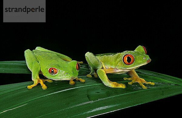 Rotaugenlaubfrosch (agalychnis callidryas)  Erwachsener auf Blatt