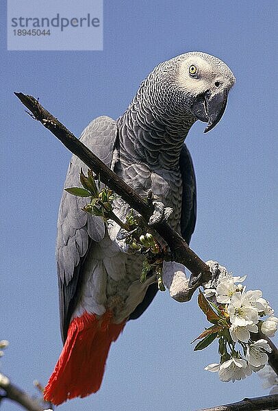 Graupapagei (psittacus erithacus)  ERWACHSENER AUF BRANCHE