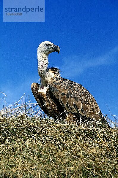 Gänsegeier (gyps fulvus)  Erwachsener gegen blauen Himmel