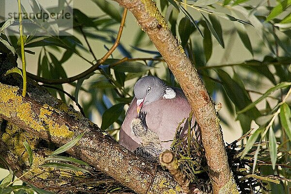 Ringeltaube (columba palumbus)  ERWACHSENER FÜTTERT KÜCKE IM NEST  NORMANDY