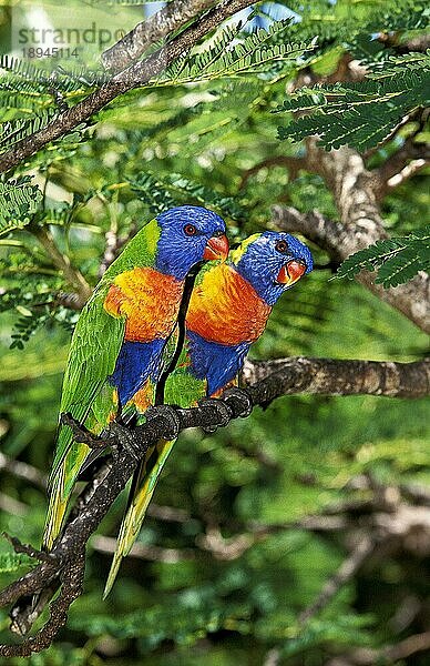 RAINBOW LORIKEET (trichoglossus haematodus moluccanus)  PAAR ODER ERWACHSENE AUF AUSTRALIEN