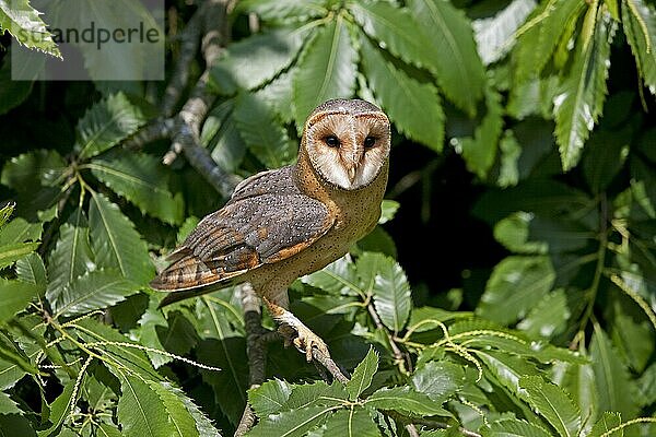 Schleiereule (tyto alba)  Erwachsener im Kastanienbaum