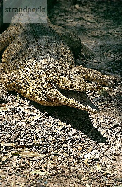 Australisches Süßwasserkrokodil crocodylus johnstoni  Erwachsener mit offenem Maul  in Verteidigungshaltung  Australien  Ozeanien