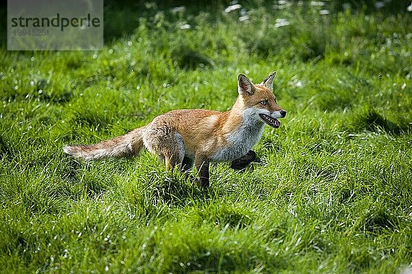 Rotfuchs (vulpes vulpes)  ERWACHSENER LÄUFT DURCH DIE WIESE  NORMADY