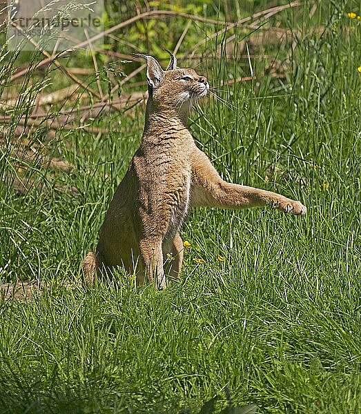 Karakal (CARACAL caracal) ERWACHSENER MIT AUFGEHOBENEN Pfoten SITZEND