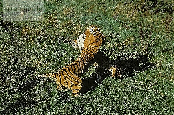 Bengalischer Tiger (panthera tigris tigris)  erwachsene Kämpfer