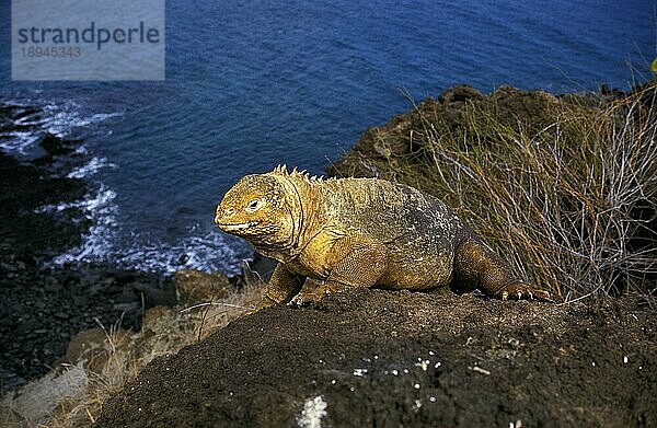 Galapagos Landleguan (conolophus subcristatus)  Erwachsener auf Felsen  Galapagos Inseln