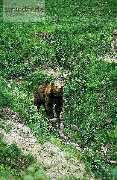 Braunbär (ursus arctos)  erwachsen