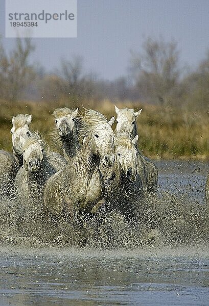 CAMARGUE PFERD  HERDE GALOPPIERT DURCH SUMPF  SAINTES MARIE DE LA MER IM SÜDEN VON Frankreich