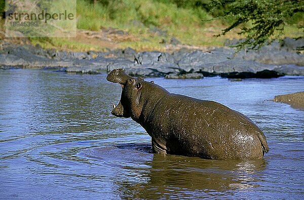 HIPPOPOTAMUS (Flusspferd amphibius)  ERWACHSENER IM MARA-FLUSS  KENIA