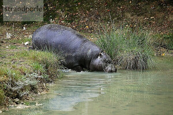 Zwergflusspferd (choeropsis liberiensis)  Erwachsener im Wasser