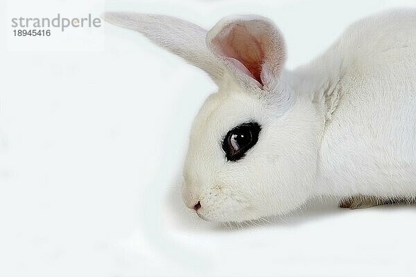 Hotot Domestic Rabit gegen weißen Hintergrund  Rasse aus der Normandie