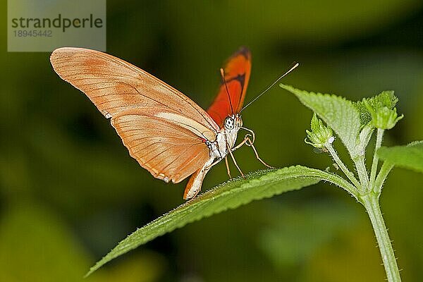 Julia Schmetterling  dryas julia  Erwachsener auf Blatt