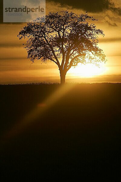 Baum im Sonnenuntergang