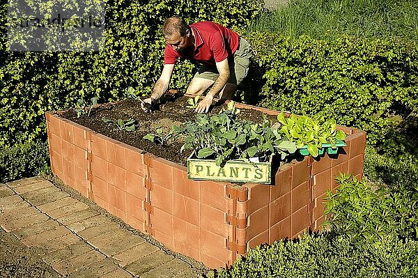 Mann bepflanzt Hochbeet  Gemüsebeet