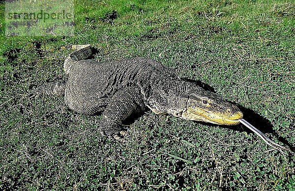 Wasserwaran (varanus salvator) Eidechse  erwachsen mit herausgestreckter Zunge