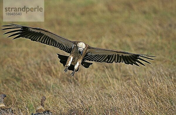 Afrikanischer Weißrückengeier (gyps africanus)  Erwachsener im Flug  Masai Mara Park in Kenia