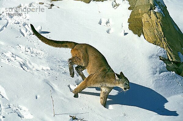 Puma (puma concolor)  ERWACHSENER LÄUFT AUF SCHNEE  MONTANA