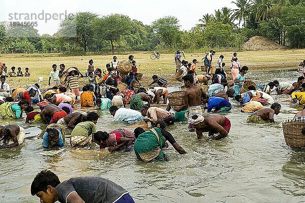 Fischereifest in Venthanpatti in der Nähe von Ponnamaravathy  Bezirk Pudukkottai  Tamil Nadu  Südindien  Inida  Asien. Während der Sommersaison  wenn das Wasser des Sees auf ein Minimum gesunken ist  versammeln sich alle Bewohner des Dorfes in diesem Seegebiet  um in einer günstigen Zeit Fische zu fangen. Sie können die Fische fangen  wie sie wollen  indem sie ein Fischerfest feiern