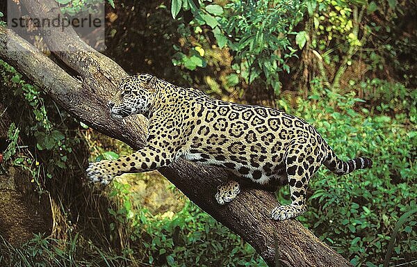 Jaguar (panthera onca)  Jagd auf Erwachsene