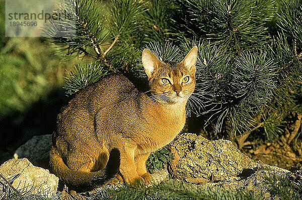 ABESSINIERKATZE  ERWACHSEN  SITZT AUF EINEM FELSEN