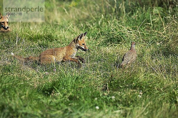 Rotfuchs (vulpes vulpes)  ERWACHSENER auf der Jagd nach einem PARTRIDGE  NORMANDY