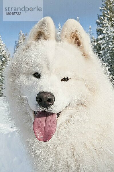 Samojedenhund  bjelkier  im Schnee  Cocolalla  Idaho  USA  Nordamerika