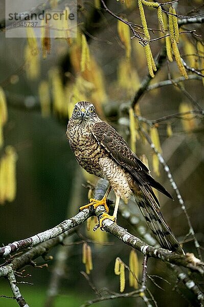 EUROPÄISCHES Sperber (accipiter nisus)  ERWACHSENER STEHEND IM HAZELNUSSBAUM