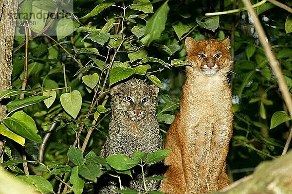 Jaguarundi  herpailurus yaguarondi  Erwachsene stehend auf Ast