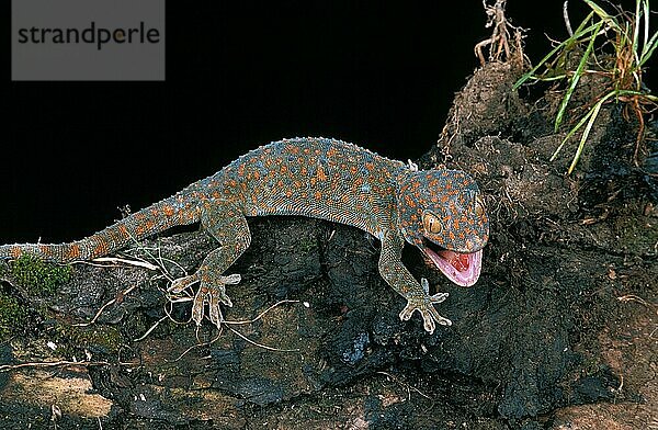 Tokay Gecko (gekko gecko)  Erwachsener mit offenem Maul  Aggressives Verhalten