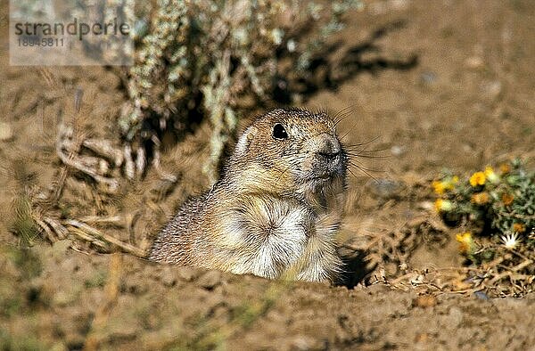 Schwarzschwanz-Präriehund (cynomys ludovicianus)  Erwachsener am Höhleneingang