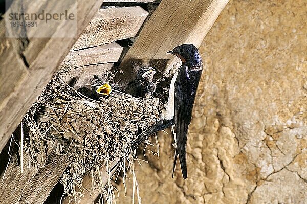 SCHWEINSCHWALBE (hirundo rustica)  ERWACHSENER MIT KÜCKE IM NEST  NORMANDY