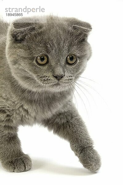 Blau Scottish Fold Hauskatze  2 Monate alt Kätzchen gegen weißen Hintergrund