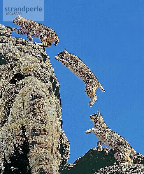 Bobcat (lynx rufus)  Erwachsener springt auf Felsen  Bewegungsablauf  Kanada  Nordamerika