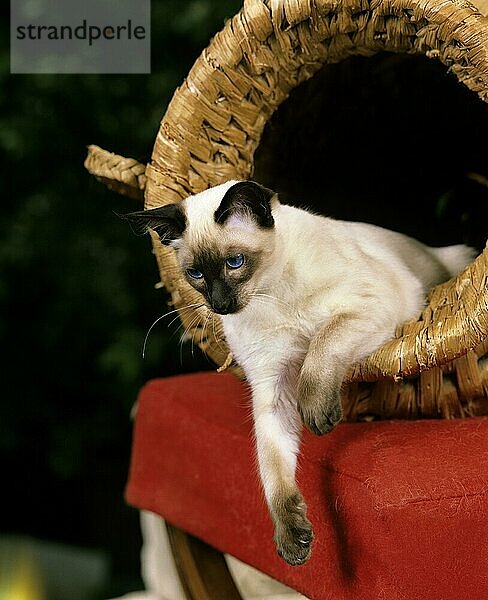 Balinesische Hauskatze  erwachsen  liegend im Korb