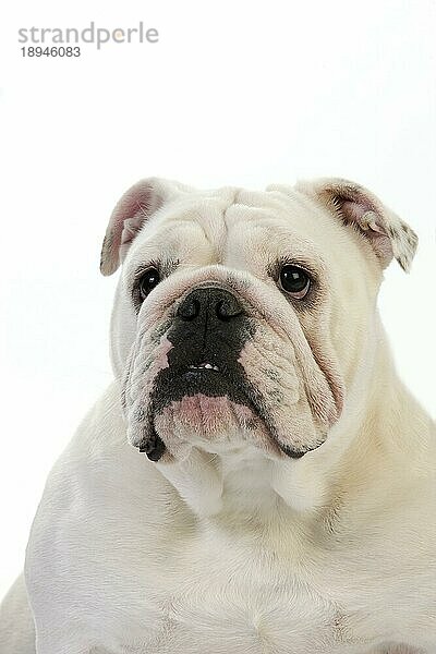 Englische Bulldogge  Porträt von Weibchen gegen weißen Hintergrund