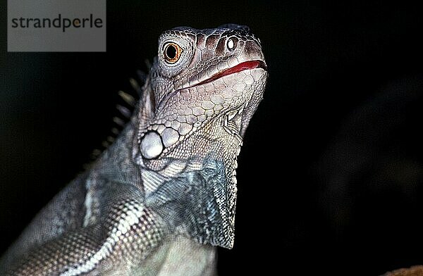 Grüner Leguan (iguana iguana)  Porträt eines Erwachsenen vor schwarzem Hintergrund