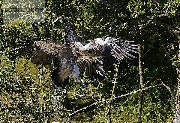 Gänsegeier (gyps fulvus)  erwachsene Tiere im Flug