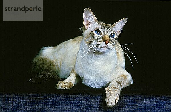 Balinesische Hauskatze  Erwachsene liegend vor schwarzem Hintergrund