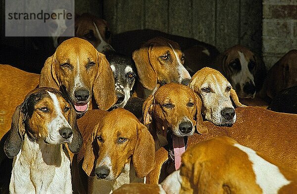 Großer ANGLO-FRANZÖSISCHER WEISSER UND ORANGEFARBENER JAGDHUND  RUDEL VON ERWACHSENEN