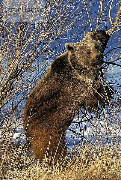 Grizzlybär (ursus arctos horribilis)  ERWACHSENER AUF HINTERBeinen stehend  ALASKA