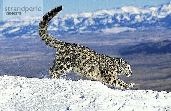 Snow Leopard oder Ounce  uncia uncia  Erwachsene unter Snow