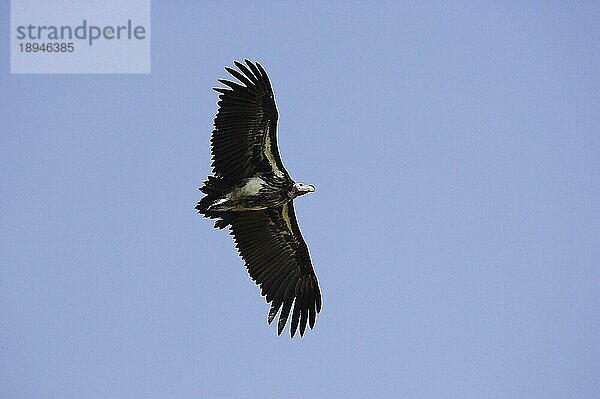 Lappengesichtsgeier (torgos tracheliotus)  Erwachsener im Flug  Masai Mara Park in Kenia