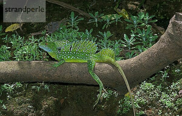 GRÜNE BASILISCHENLEISTE ODER DOPPELKREUZIGE BASILISCHENLEISTE (basiliscus plumifrons)  ERWACHSENER AUF COSTA RICA