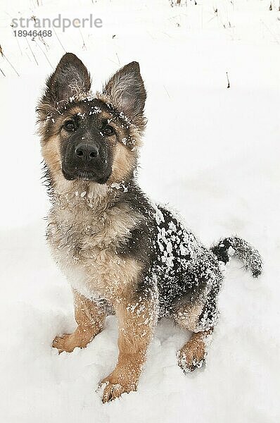 Deutscher Schäferhund (Canis lupus familiaris)  langhaariger Welpe  14 Wochen  im Schnee