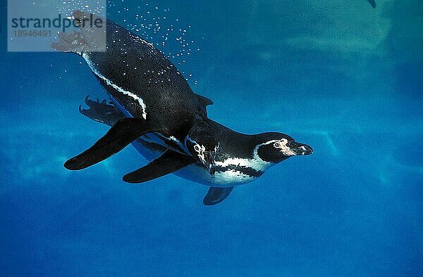 HUMBOLDT PENGUIN (spheniscus humboldti)  ERWACHSENE SCHWIMMEN