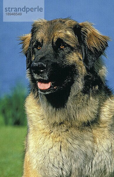 LEONBERGER HUND IN DER NÄHE VON WASSER  PORTRAIT VON ERWACHSENEN