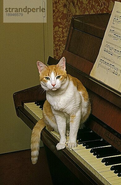 ROT UND KATZE HAUSKATZE  ERWACHSEN STEHEND AUF KLAVIER